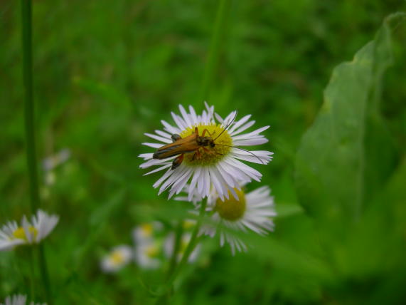 Oedemera podagrariae del Veneto